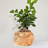Botanyia™  Designer Blumentopf - Eleganz trifft auf Funktionalität